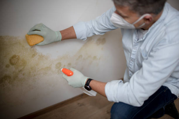 Best Basement Mold Remediation in Davie, FL