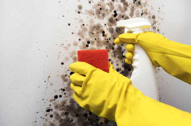 Best Attic Mold Remediation in Davie, FL