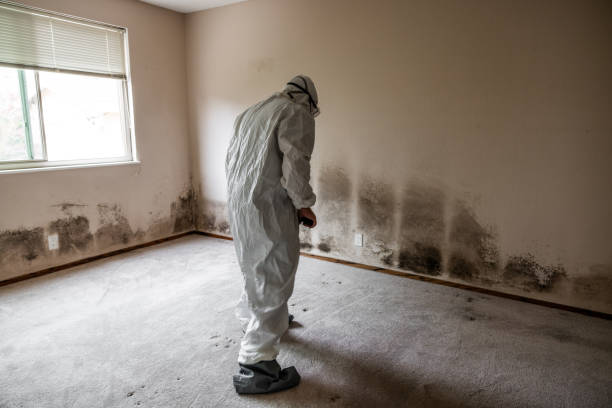 Best Black Mold Remediation in Davie, FL