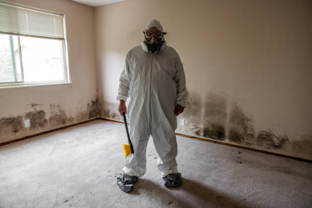 Best Residential Mold Remediation in Davie, FL