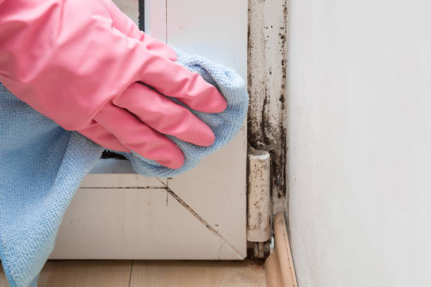Best HVAC Mold Remediation in Davie, FL